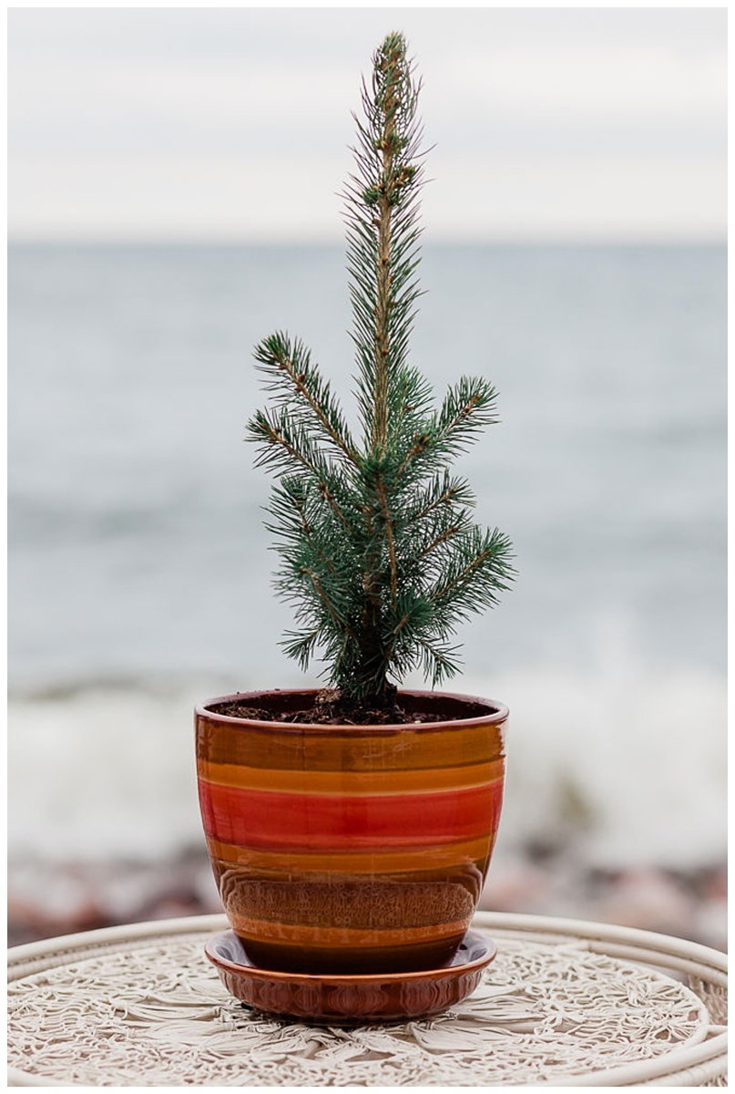 small pine tree in an orange and brown planting pot being used for a tree watering during a wedding ceremony