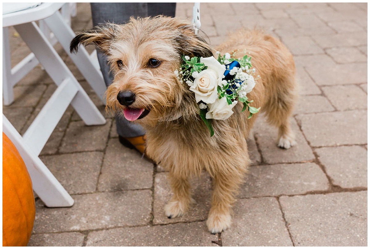 ring bearer terrier cross dog wearing a collar of flowers walks up the aisle during this unique wedding ceremony
